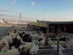 Bostancı Adak Kurban Kesim Alanı